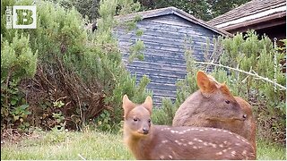 Tiny Deer "Size of a Guinea Pig" Born at English Zoo