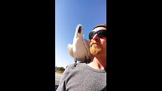 skating cockatoo