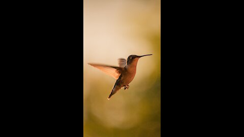 Hummingbirds