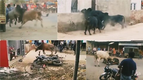 Top bull fights on road dangerous bull fighting videos