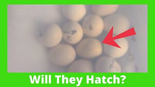 First Time Baby Chicks Hatching