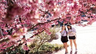 Washington Ushers In Spring With The Cherry Blossom Festival