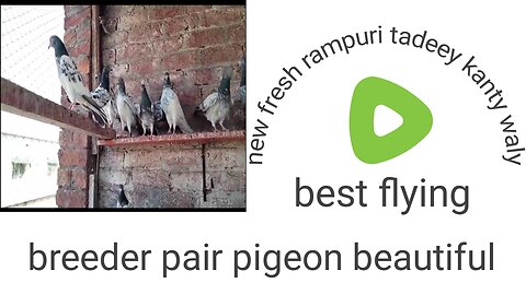 Breeder moti waly golden farooz puri parvazi pigeon