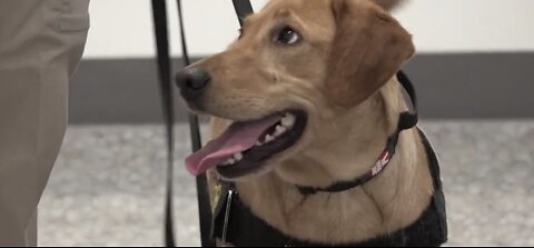 Meet the new K-9s of a bomb-sniffing team for the Las Vegas Convention Center