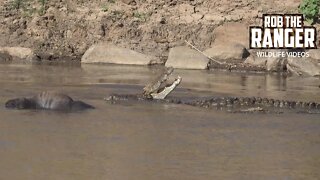 Mara River Monster Crocodiles With a Migration Casualty | Maasai Mara | Zebra Plains