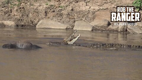 Mara River Monster Crocodiles With a Migration Casualty | Maasai Mara | Zebra Plains