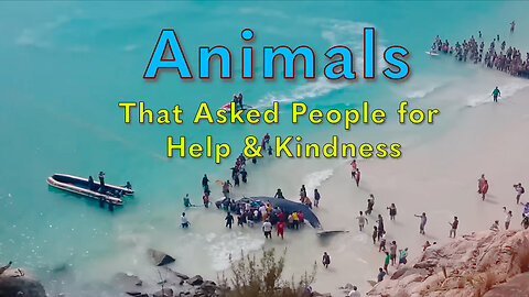 Animals That Asked People for Help & Kindness Compilation 01