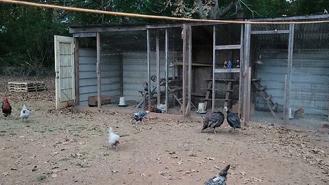 Checking in on the Chickens and Turkeys. getting ready to get more done on the Goat stalls.