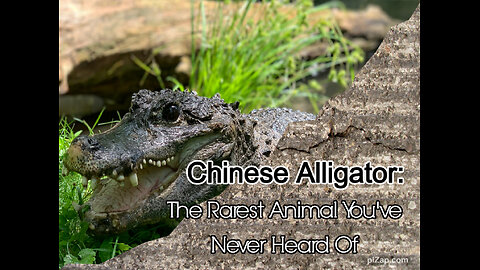 Chinese Alligator: The Rarest Animal You've Never Heard Of
