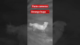 Farm cameras: monitoring animals