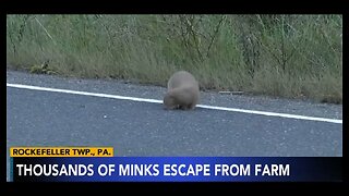Thousands of Mink Released From PA Fur Farm: Authorities Term It 'Agricultural Criminal Mischief.'