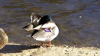 CatTV: Duck with Purple Feather Cleaning