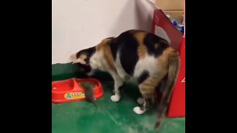Cat carries mouse over to food bowl so they can dine together.