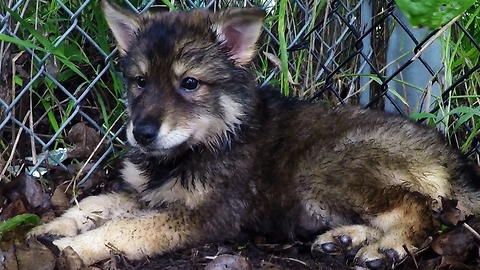 Orphaned wolf-dog puppies enjoy playtime after rescue