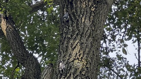 Downy Wood Pecker and a Nuthatch