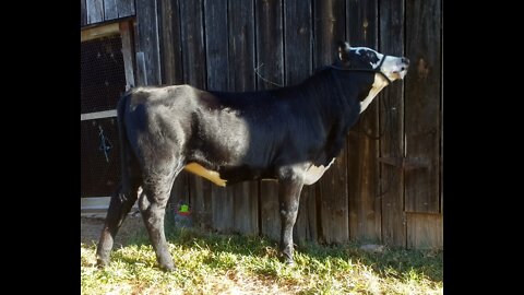 Halter Breaking A Calf: Setup for those with limited resources