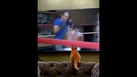 This Cat trained well everyday