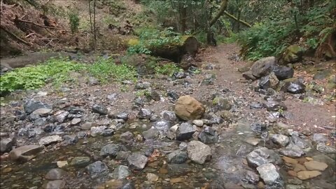 Early June Rain in the Mountains