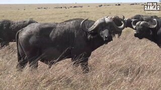 Massive Buffalo Herd In The Maasai Mara | African Safari | Zebra Plains