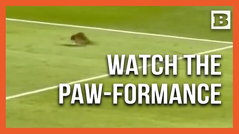 Pitch Invader Alert: Raccoon Steals the Show at Subaru Park Match