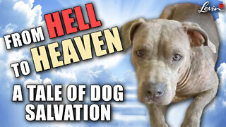 From Hell to Heaven: A Tale of Dog Salvation