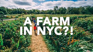 Exploring the Oldest Farm in NYC (Queens County Farm Museum)