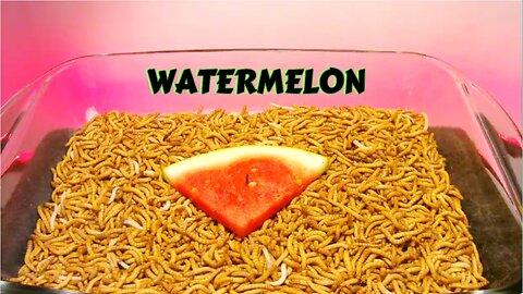 MEALWORMS VS WATERMELON