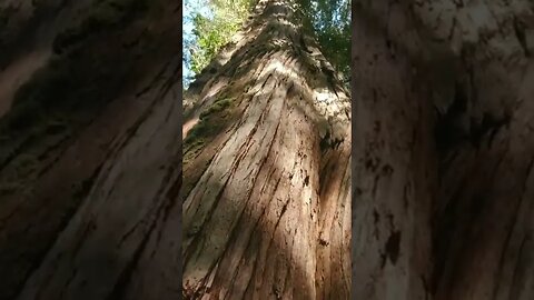 There is a RAINFOREST in TOFINO!! 🌲