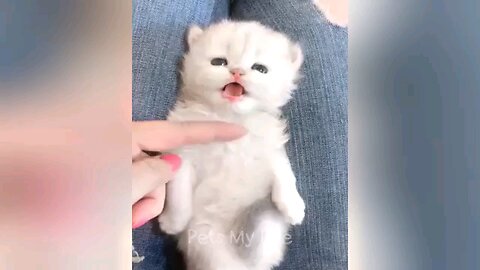 cute cat funniest 🤣 funny 😁 😂 video