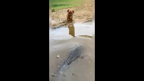 dog catching fish#fish