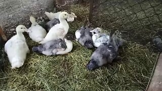 Some Muscovy Ducklings, early Sunday morning 6th June 2021