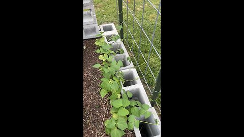 Pole beans #gardeningwithbarchuckin