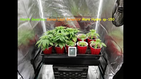 420 North Genetics Seven Leaf Genetics Mars SP150 😁👍👽🍍❄❄🔥🔥💨🔨