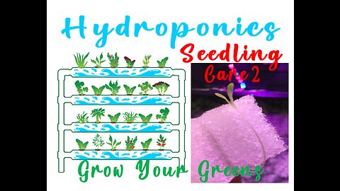 Seedling Care - Week 2 propogation