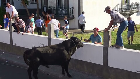 Tourada RB - Juncal 2015 - Ilha Terceira - Açores - Portugal