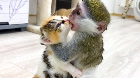 baby monkey Susie is worried about kitten, and she licks it like mom, cat funny video