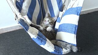 Cool Cat Is Chilling in His Swing Chair