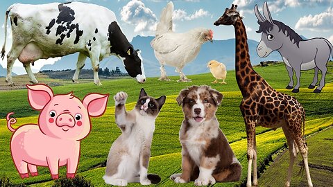 Farm animal activities- horse, cat, cow, donkey, rabbit, pig, duck, chicken, camel, panda part 3