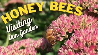 Honey Bees | Visiting Our Flower Garden