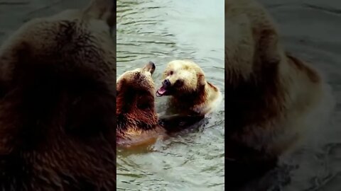 Ursos 🐻🐻 Tomando Banho e Brincando!!! #shorts