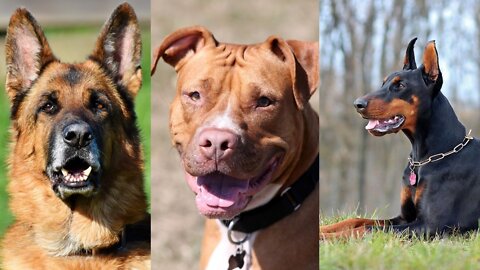 🐕 Bravest Dogs - TOP 10 Bravest Dog Breeds In The World!