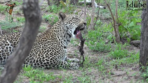 Scotia Female Leopard Eating Afterbirth