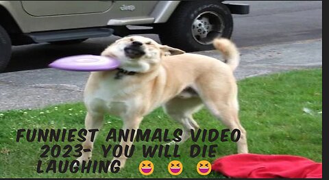 "LOL - Watch These Cute Animals Doing the Funniest Things!"