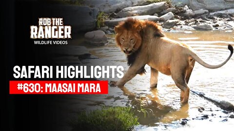 Safari Highlights #630: 6 & 7 September 2021 | Maasai Mara/Zebra Plains | Latest Wildlife Sightings