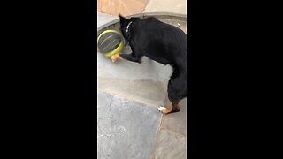 Dog plays ball