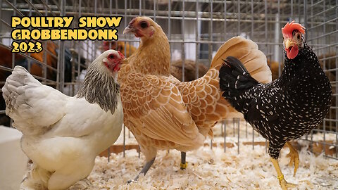 Poultry show Grobbendonk September 2023