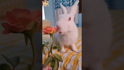 Best Funny and Cute Baby Bunny Rabbit Videos