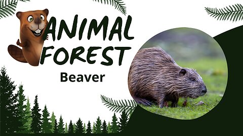 The beaver is an animal and engineer skilled at building dams and water barriers