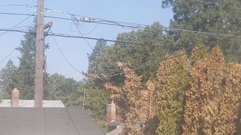 Crazy birds on the power line