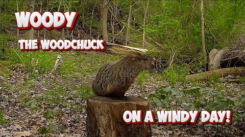 Woody the Woodchuck on a windy day!